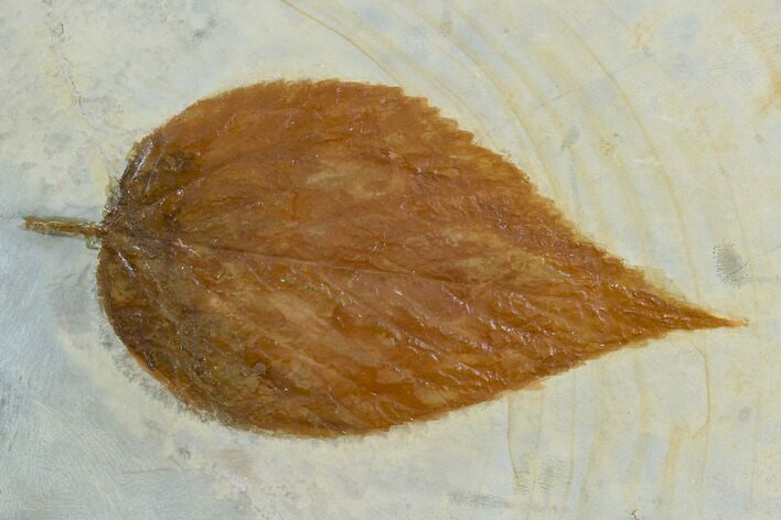 Fossil Hackberry (Celtis) Leaf - Montana #120790